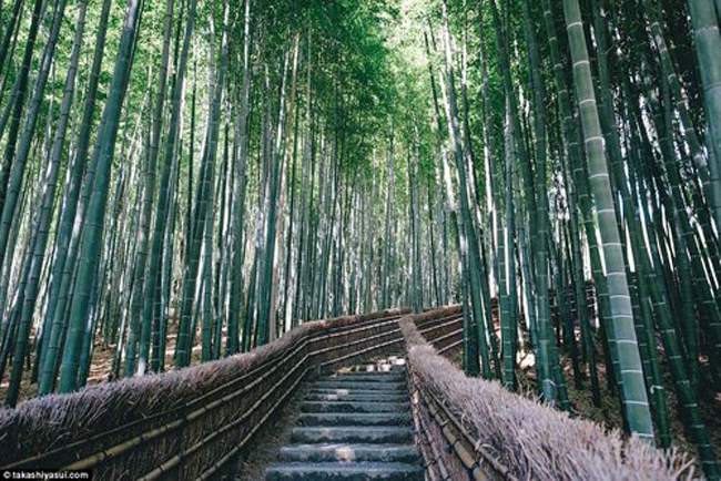 Rừng tre Arashiyama là một trong những địa điểm tham quan hấp dẫn nhất ở thành phố Kyoto. Tới đây, du khách có thể đi trên con đường quanh co và ngắm những bầy khỉ sống trong rừng tre.
