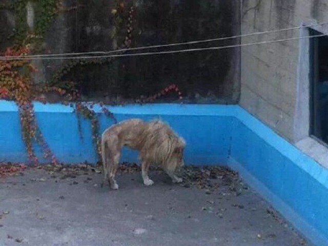 TQ: Sư tử bị bỏ đói gầy thê thảm ở vườn thú Bắc Kinh - 1