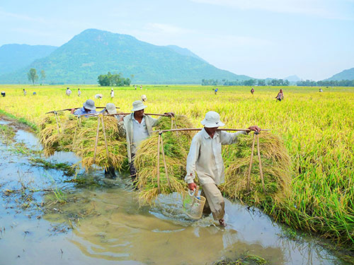 Loay hoay xây dựng thương hiệu gạo Việt - 1