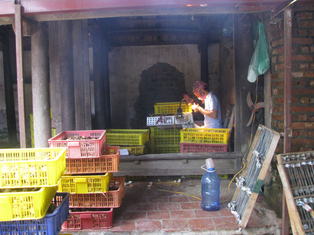 Bí quyết xem hậu môn gà kiếm 3 triệu/ngày - 3