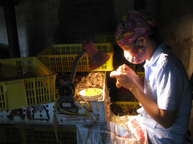 Bí quyết xem hậu môn gà kiếm 3 triệu/ngày - 2