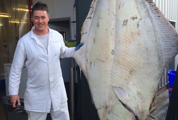 Bắt được cá bơn &#34;thủy quái&#34; nặng 200kg tại Anh - 1