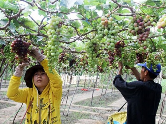 Ninh Thuận: Người trồng nho không có lãi - 1