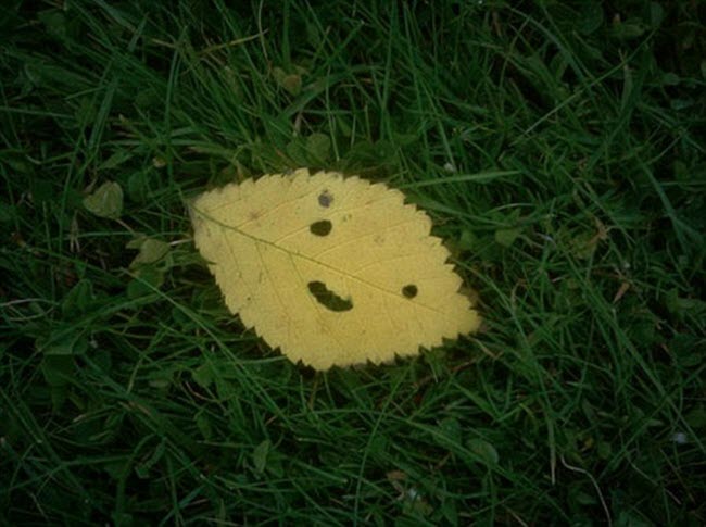 Đây là một chiếc lá hay khuôn mặt hạnh phúc đang nằm nghỉ trên cỏ?