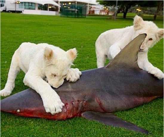 Những sinh vật cảnh chỉ giới siêu giàu mới dám nuôi - 3