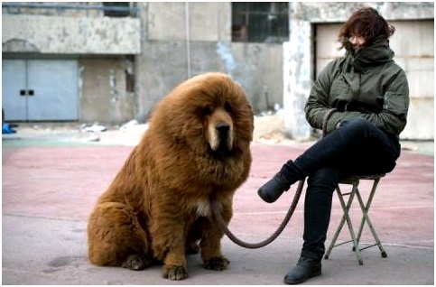 Những sinh vật cảnh chỉ giới siêu giàu mới dám nuôi - 9