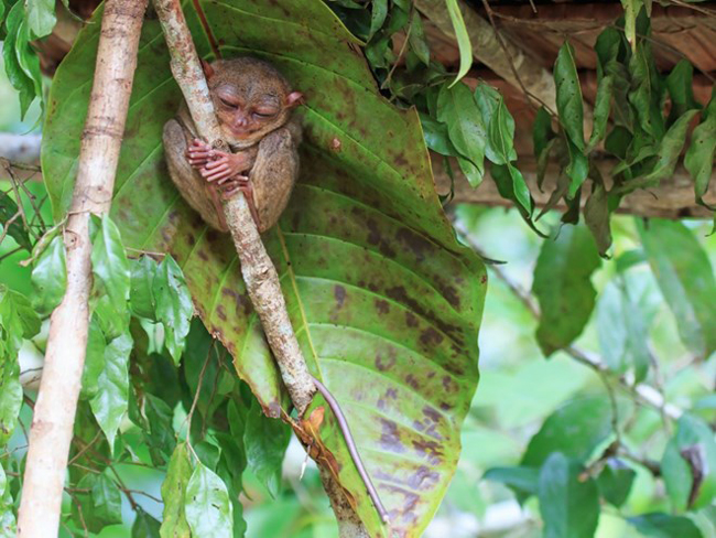 Khỉ lùn Tarsier là một trong những loài linh trưởng nhỏ và quý hiếm nhất. Đặc điểm nổi bật là đôi mắt to với kích thước to gần bằng não của chúng. Chúng sinh sống chủ yếu ở một số quốc gia Đông Nam Á.
