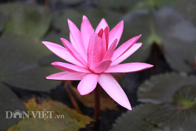 Hương Sơn mùa hoa súng nở - 4