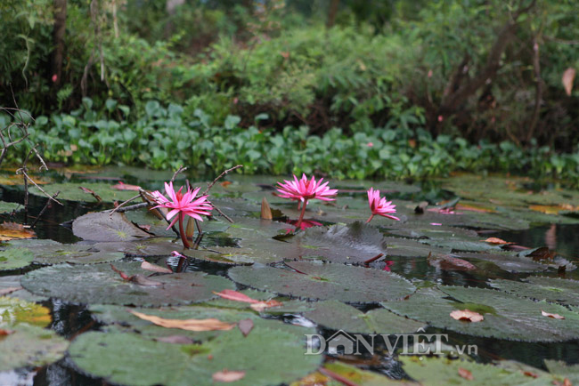 Hương Sơn mùa hoa súng nở - 6
