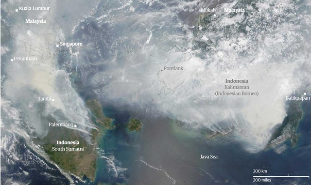 Ảnh: Cháy rừng tồi tệ ở Indonesia gây loang khói bụi mù mịt - 1