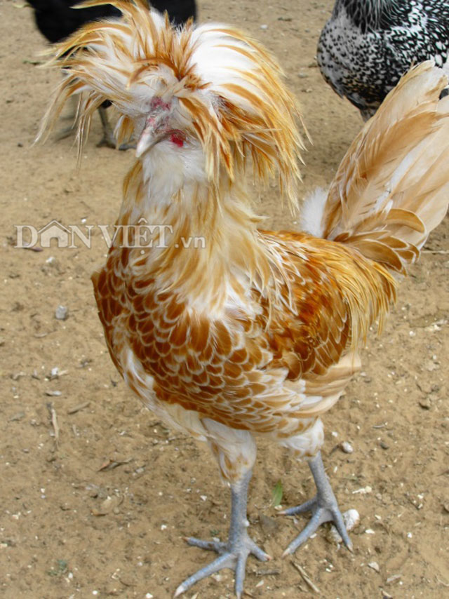 Chiêm ngưỡng gà đẹp nhất thế giới mới vào VN - 2