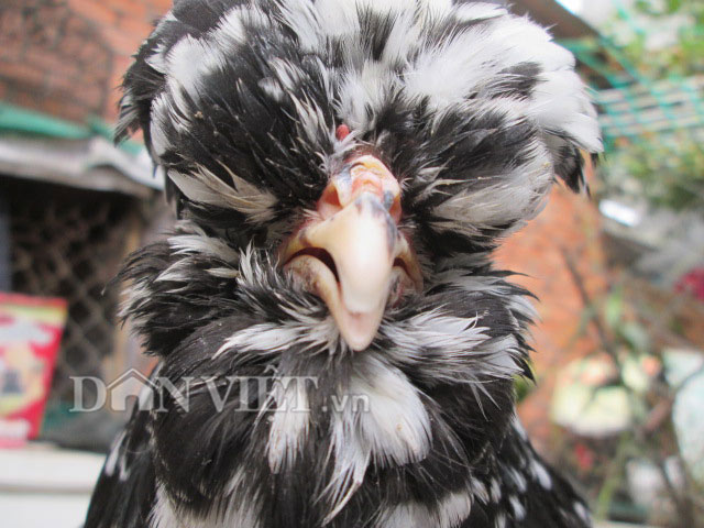 Chiêm ngưỡng gà đẹp nhất thế giới mới vào VN - 11