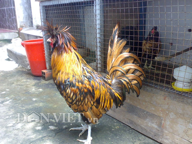 Chiêm ngưỡng gà đẹp nhất thế giới mới vào VN - 4