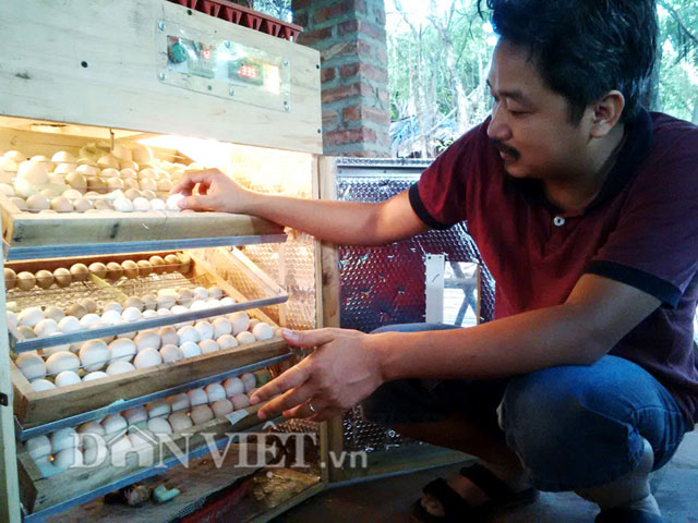 Chiêm ngưỡng gà đẹp nhất thế giới mới vào VN - 5