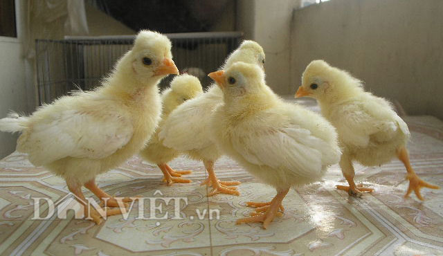 Chiêm ngưỡng gà đẹp nhất thế giới mới vào VN - 6