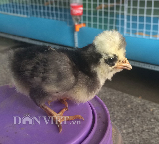 Chiêm ngưỡng gà đẹp nhất thế giới mới vào VN - 7