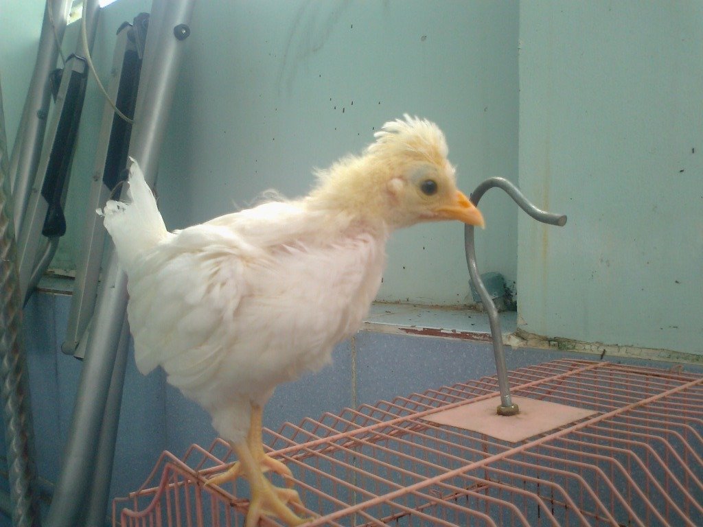 Chiêm ngưỡng gà đẹp nhất thế giới mới vào VN - 8