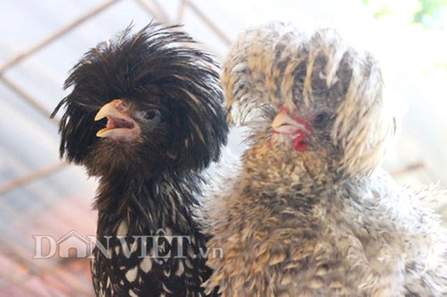 Chiêm ngưỡng gà đẹp nhất thế giới mới vào VN - 10