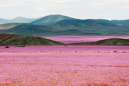 Cánh đồng hoa bất ngờ nở rộ giữa sa mạc khô hạn - 1