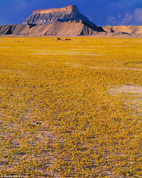 Hàng triệu bông hoa sống dậy ở sa mạc khô cằn nhất TG - 7