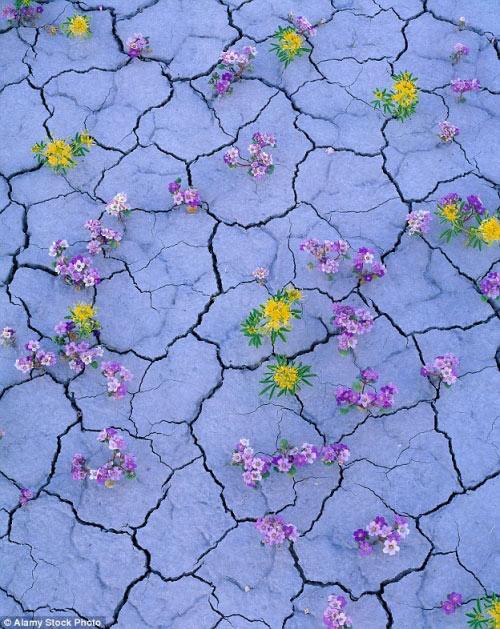 Hàng triệu bông hoa sống dậy ở sa mạc khô cằn nhất TG - 6