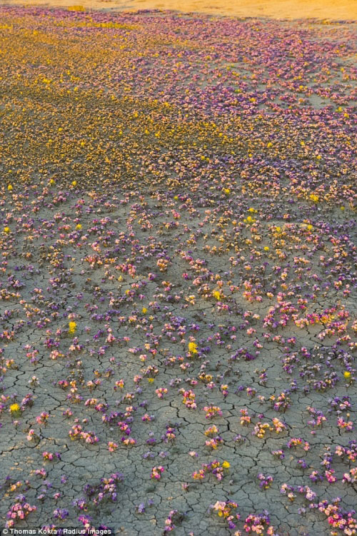 Hàng triệu bông hoa sống dậy ở sa mạc khô cằn nhất TG - 8