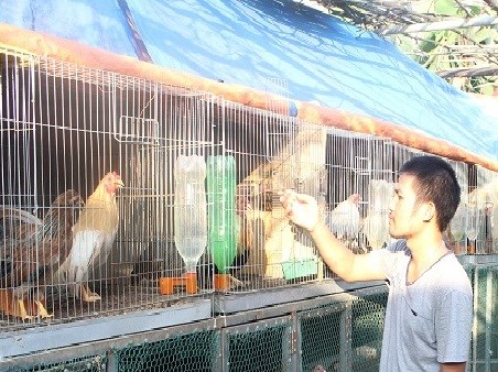 Bỏ ghế trưởng phòng, từ chối đi Úc về nuôi gà - 1