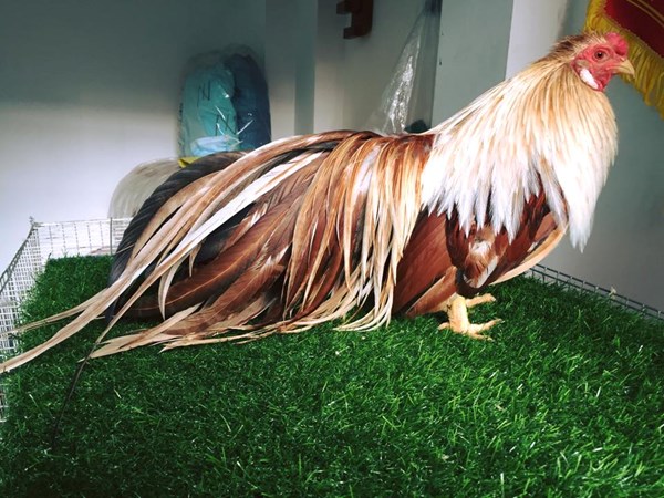 Bỏ ghế trưởng phòng, từ chối đi Úc về nuôi gà - 3