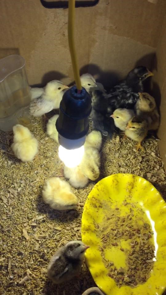 Bỏ ghế trưởng phòng, từ chối đi Úc về nuôi gà - 2