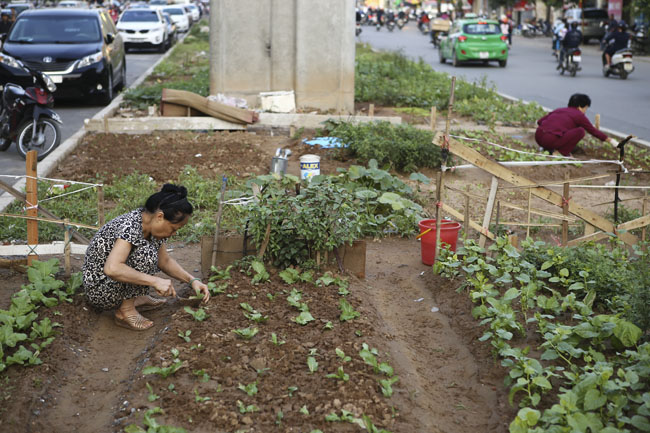 Gặp &#34;nông dân phố&#34; trồng rau dưới đường sắt trên cao - 4