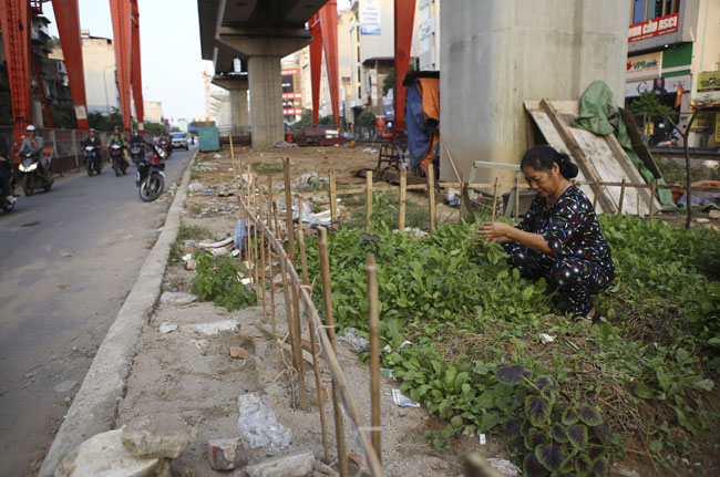 Gặp &#34;nông dân phố&#34; trồng rau dưới đường sắt trên cao - 3