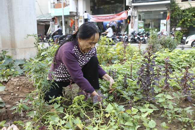 Gặp &#34;nông dân phố&#34; trồng rau dưới đường sắt trên cao - 8