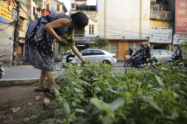 Gặp &#34;nông dân phố&#34; trồng rau dưới đường sắt trên cao - 2