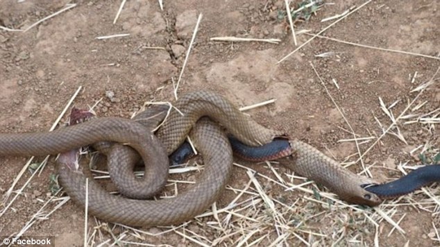 Hoảng hốt khi phát hiện 2 con rắn ăn thịt lẫn nhau - 1