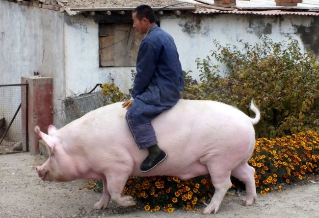 Nông dân Zhang Xianping tại thành phố Trương Gia Khẩu ở Trung Quốc, đã quyết định nuôi một con lợn đực giống để làm vật cảnh. Sau khi nuôi được hơn 2 năm, con lợn đã đạt trọng lượng lên tới 600kg.