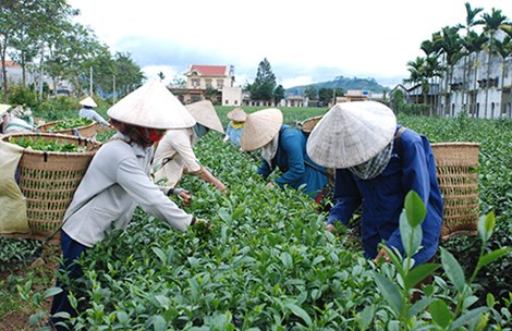 Đài Loan "dội gáo nước lạnh", thị trường trà Việt lao đao - 1