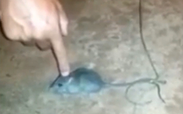 Tù nhân Brazil luyện chuột thành "lính" chuyển ma túy - 1