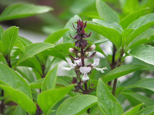 Răng khỏe đẹp hơn với 4 phương pháp thiên nhiên - 4