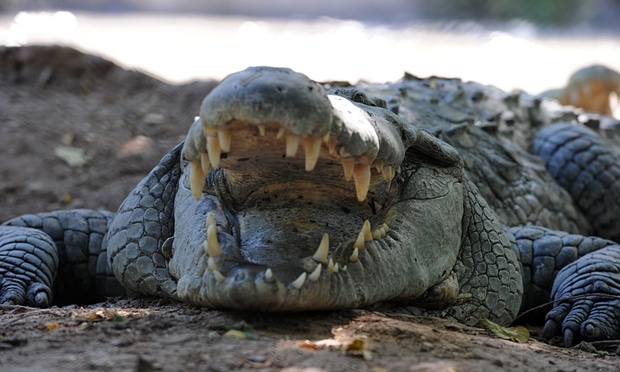 Indonesia dùng cá sấu canh giữ nhà tù - 1