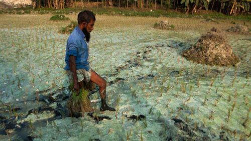 Ảnh: Sống trong cảnh ô nhiễm dễ sợ ở Bangladesh - 3