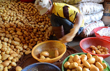 Đà Lạt lại cho khoai tây Trung Quốc vào chợ - 1