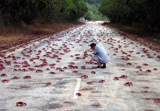 Ảnh: 50 triệu chú cua đỏ &#34;hành quân&#34; dày đặc trên đường - 1