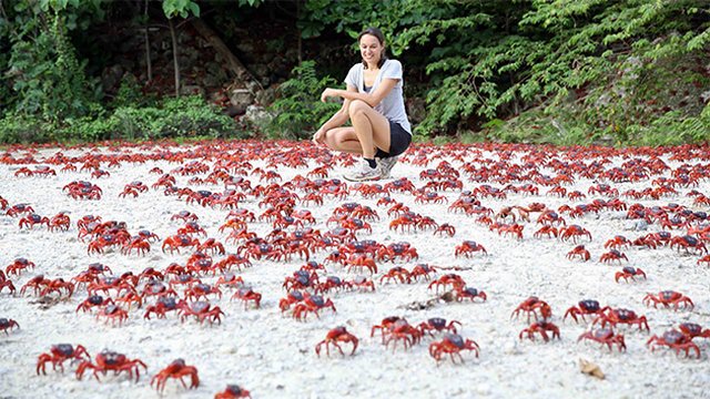 Ảnh: 50 triệu chú cua đỏ &#34;hành quân&#34; dày đặc trên đường - 3