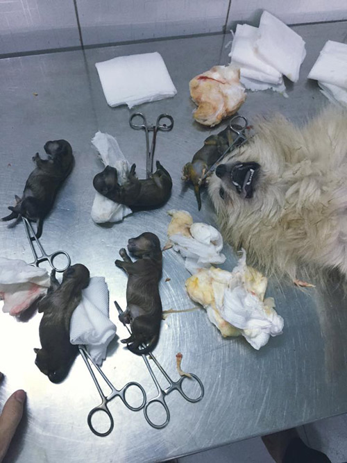 Xót xa 13 chú chó cưng của 9x Việt bị trúng độc - 1