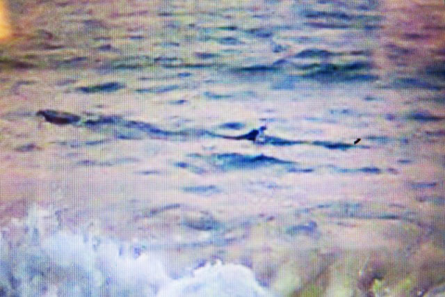 Ngư dân &#34;nhận dạng&#34; cá lạ khổng lồ bơi dọc biển Tuy Hòa - 1