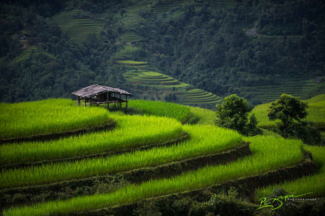 &nbsp;Ruộng bậc thang nổi tiếng ở Hà Giang
