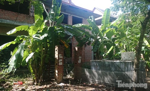 Biệt thự tiền tỉ bỏ hoang, cây cỏ dại mọc um tùm - 9