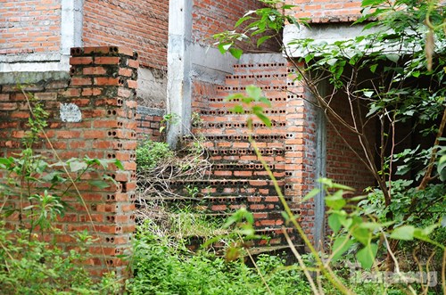 Biệt thự tiền tỉ bỏ hoang, cây cỏ dại mọc um tùm - 13