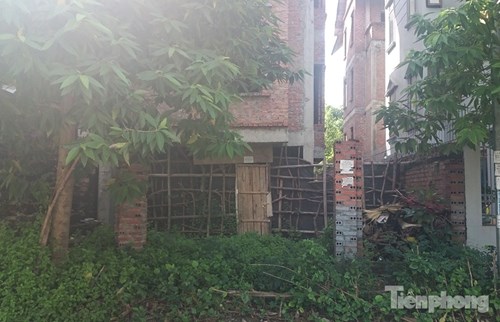 Biệt thự tiền tỉ bỏ hoang, cây cỏ dại mọc um tùm - 3