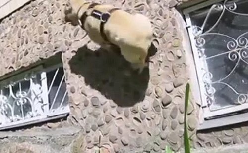 Chú chó nhảy parkour "đỉnh" nhất thế giới - 1